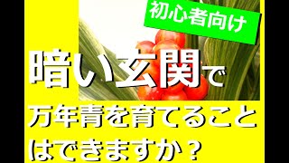 Q＆A【Q:真っ暗な玄関で万年青は育つ？】A:難しいので、1週間育てたら、2-3週間明るい場所で　#万年青の育て方#玄関 #万年青の豊明園 #omoto #豊明園