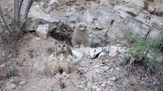 owl chick is bold enough to leave the nest and chase away intruder crow