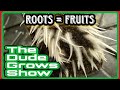 How to Boost Cannabis Yields with These Vegetative Growth Tips - The Dude Grows Show 1,445