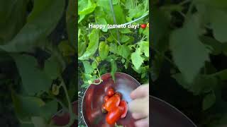 Happy tomato day