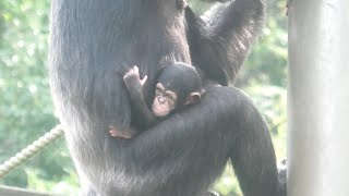 プラムとピーチ　多摩動物公園　チンパンジー