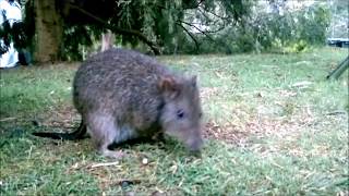 Potoroo, Port Arthur, Tasmania Australia