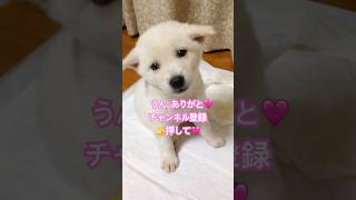 ママに怒られたの？大丈夫👍一緒に謝りに行こう！　#いぬ#チルベース#犬#イヌ#雑種#柴犬#しば#保護犬#散歩#PECO #紀州犬#きしゅうけん#いぬ散歩#癒し