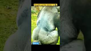 Part 2|| Naughty gorilla babies 😂🦍 || Funniest Moments Ever 😅 #monkey #gorillafun #gorilla