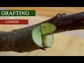 Grafting of Lotkon (Burmese grape)