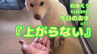 白柴くう　今日のお手077『上がらない』