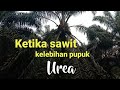 Akibat pokok sawit kelebihan unsure Nitrogen atau pupuk Urea