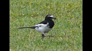 セグロセキレイ　Japanese Wagtail　　Motacilla grandis