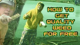 How to Get Quality Weed for FREE | 420