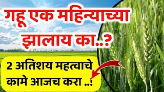 गहू एक महिन्याच्या झाल्यावर 2 कामे करा / Gahu 1 mahinyacha zalyavr 2 kame kara