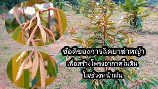 ข้อดีของการฉีดยาฆ่าหญ้าช่วงฝนชุกเพื่อสร้างโพรงอากาศในดินทุเรียนเล็กไม่ชะงัก@mmm777