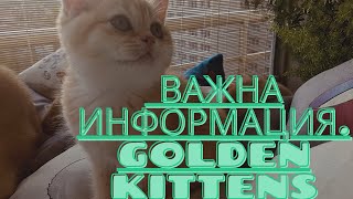 🙀🧡😺КАК УБЕРЕЧЬ КОШЕК ОТ ОПАСНОСТЕЙ😻🐱😺ВАЖНО!!!❤️ЗОЛОТАЯ ШИНШИЛЛА.