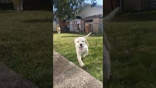 Goldendoodle Lab Mix