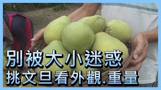 別被大小迷惑  挑文旦看外觀 重量【央廣新聞】