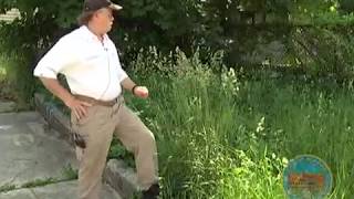 Codes: Weeds