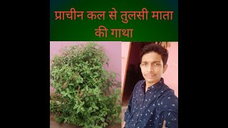 tulsi tree benefits..tulsi tree puja. आयुर्वेद में तुलसी के पौधे का विशेष महत्व है।