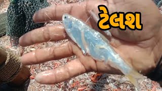 ટેલશ 🐠🐟🤔 | ભાણજૂ કેવું હોય | દરિયાની ટેલશ || #viral  #સમુદ્રીલુટેરા #fishing #boat #virlvideo