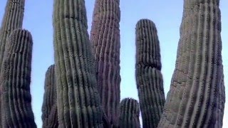 Stella Tucker, saguaro house