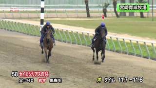 【2016育成馬展示会　調教映像】上場番号58 セイカシリアスの１４