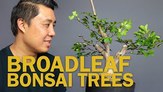 Broadleaf Bonsai: Working on a Crepe Myrtle Bonsai