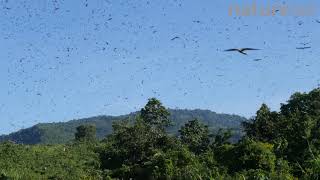 Amur falcons congregating during their migration from Siberia to Africa, near Doyang reservoir, Naga