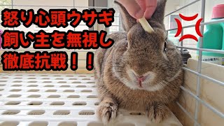 怒り心頭ウサギが飼い主を無視して徹底抗戦！！【574】365日うさぎ/うさ父どうが