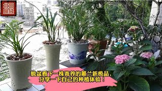 脱盆看一株蕙兰新极品的根系，分享介绍种植蕙兰的一点体会！