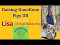 Raising KuneKune Pigs 101 #thehomesteadingacademy #kunekune #yogihollowfarm