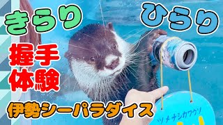 【4K】ツメナシカワウソ きらり＆ひらり と ふれ合い握手体験！（2回目）【伊勢シーパラダイス】かわいい姿 2023.10.18【水族館・動物園】【三重県】Japan Aquarium Otters