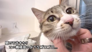 【恐怖の館】ラブラドールも柴犬も...保護猫まで唸る！！