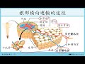 108選生二 3 1水和礦物質的吸收與運輸_2水和礦物質的吸收