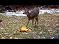 deer eats pumpkin