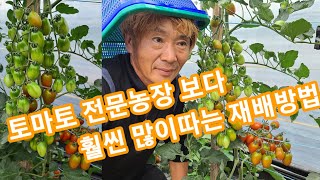 토마토 전문농자 보다 훨씬 많이따는 재배방법~방울토마토 키우기 주말농장 텃밭,전원일기