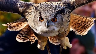 10 Fun Facts about Owls || Mesmerising Owl Moments || Catchy Creatures