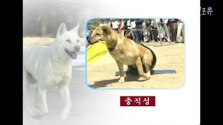 한국의 토종개 진돗개의 모든것