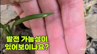 #한국자생춘란# 한 점 무늬 무시하지 마세요!!