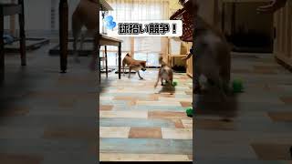 【柴犬姉妹nico＆sunny】秋の大運動会🐶💕