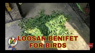 Losan k benifet video NO 5