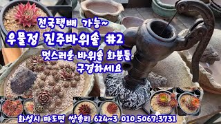 화성시 마도면 #우물정진주바위솔 (#2) 바위솔 화분 소개해드립니다 럭셔리한 수제화분도 보여드려요~