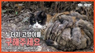 누더기가 된 채 거리를 헤매는 고양이의 사연ㅣWhy This Raggedly Cat Wanders Around The Street