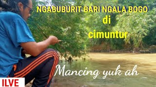 🔴LIVE NGABUBURIT BARI MANCING DI CIMUNTUR