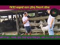 बाख्राको तौल निकाल्ने सजिलो तरिका । वजन निकाल्ने शुत्र । goats farming in nepal weighinggoat goat