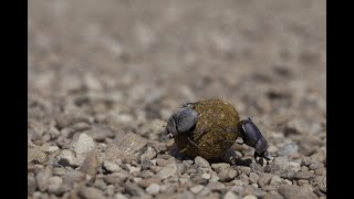 World Soil Day | Dung Beetle Release at Genesee Park