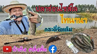 🎣..มือใหม่ตีเหยื่อปลอม😁/ปลาช่อนไซส์โล+🐟/น้าติง ตลิ่งลั่น🐷/กระดี่จัดเต็ม/ไทนานา/👍