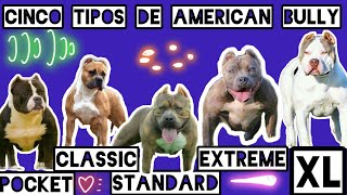 cinco tipos distintos de American Bully [ Setacros TV ]