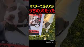 ポスターの迷子犬がうちの犬だった