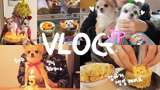 일본 일상 vlog | 🇰🇷→🇯🇵귀국 후 일상 복귀, 일본에서 보내는 23번째 생일🎂, 내 강아지 케이크 만들기🐶