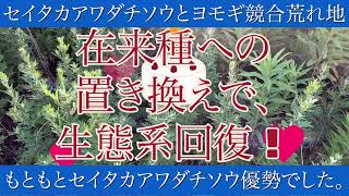 セイタカアワダチソウとヨモギの競合荒れ地、セイタカアワダチソウの駆除後一年、どう変化？