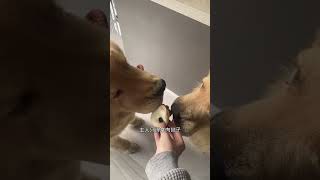 两狗争牵引绳谁也不让谁，主人只得拿肉包子解决争端 #Funny Puppy #Funny kitten #cute #gorgeous #adorable #clever #intelligent