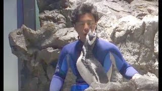 Magellan penguin courtship behavior／マゼランペンギン求愛行動・すみだ水族館